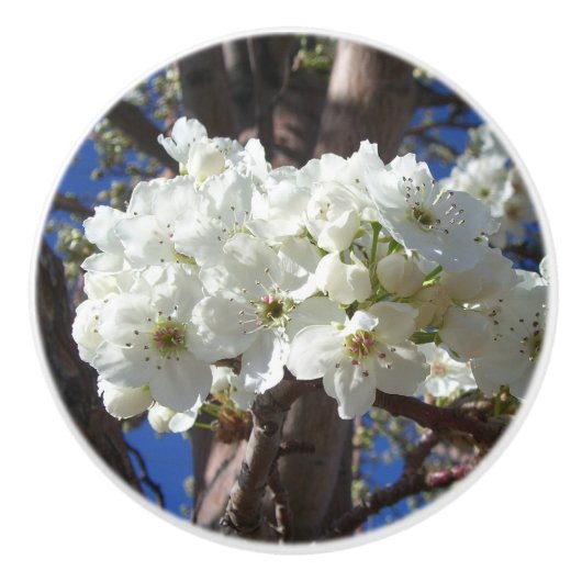 Weiße Blüten II Frühlingsblüte Baum Keramikknauf (Vorderseite)