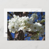 Weiße Blüten II Frühlingsblüte Baum Postkarte (Vorne/Hinten)