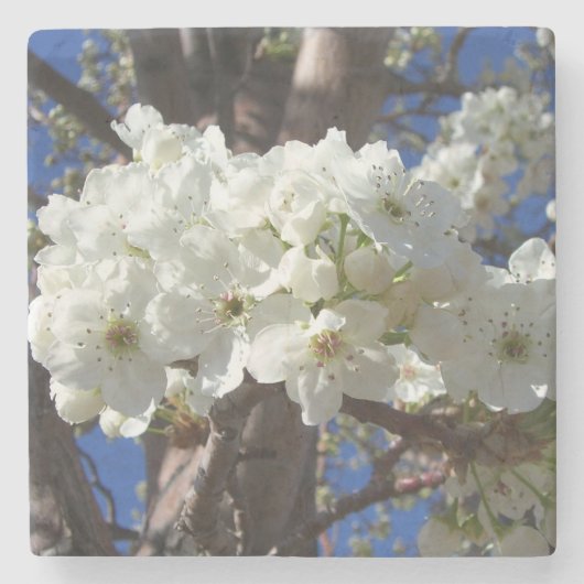Weiße Blüten II Frühlingsblüte Baum Steinuntersetzer (Vorderseite)