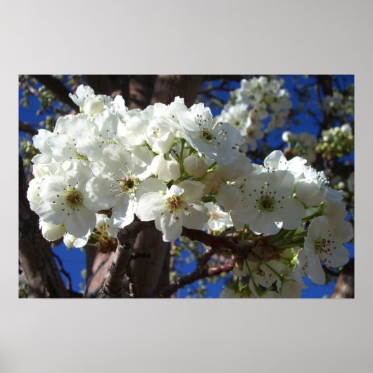 Weiße Blüten II Frühlingsblütenbaum Poster (Vorne)