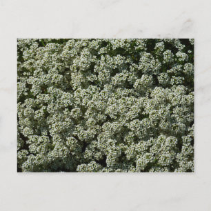 Weiße Blüten von Süßem Alyssum Postkarte
