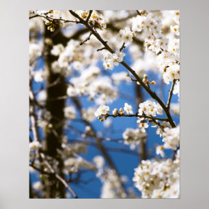 Weiße Blüten vor einem weißen Himmel Poster