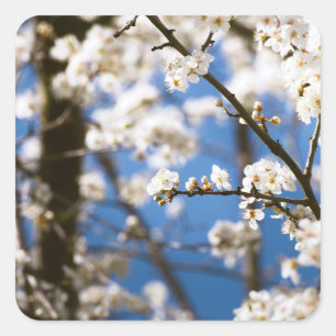 Weiße Blüten vor einem weißen Himmel Quadratischer Aufkleber