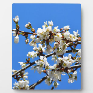 Weiße Blütenblumenblüte, weißer Frühlingsbaum Fotoplatte