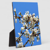 Weiße Blütenblumenblüte, weißer Frühlingsbaum Fotoplatte (Seite)