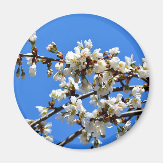 Weiße Blütenblumenblüte, weißer Frühlingsbaum Magnet (Vorne)