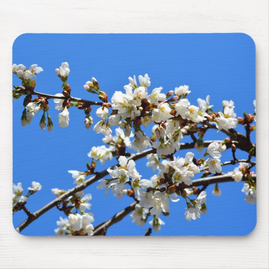 Weiße Blütenblumenblüte, weißer Frühlingsbaum Mousepad (Vorne)