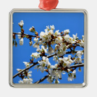 Weiße Blütenblumenblüte, weißer Frühlingsbaum
