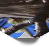 Weiße Blütencluster Frühlingsblühender Birnbaum Poster (Ecke)