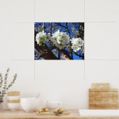 Weiße Blütencluster Frühlingsblühender Birnbaum Poster (Küche)