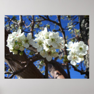 Weiße Blütencluster Frühlingsblühender Birnbaum Poster
