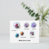 Weiße Blutkörperchen Leukozyten Diagramm  Postkarte (Stehend Vorderseite)