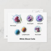 Weiße Blutkörperchen Leukozyten Diagramm  Postkarte (Vorne/Hinten)