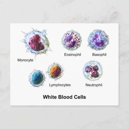 Weiße Blutkörperchen Leukozyten Diagramm  Postkarte (Vorderseite)