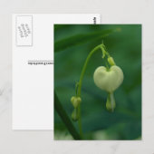 Weiße Blutungen Herz Postkarte (Vorne/Hinten)