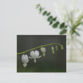 Weiße Blutungen Herz Postkarte (Stehend Vorderseite)