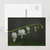 Weiße Blutungen Herz Postkarte (Vorne/Hinten)