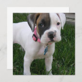 Weiße Boxer-Hündchen-Einladung Einladung (Vorne/Hinten)