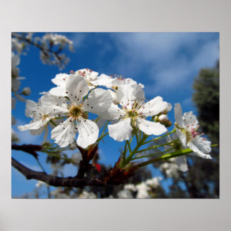Weiße Bradford-Birnbaum-Blüten-Foto-Kunstwerk Poster