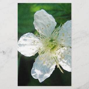 Weisse Brombeerblüte Briefpapier