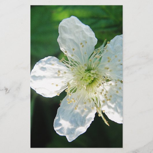 Weisse Brombeerblüte Briefpapier (Vorderseite)