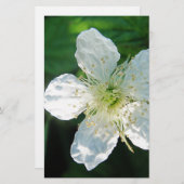 Weisse Brombeerblüte Briefpapier (Vorne/Hinten)