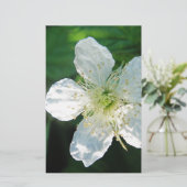 Weisse Brombeerblüte Briefpapier (Stehend Vorderseite)