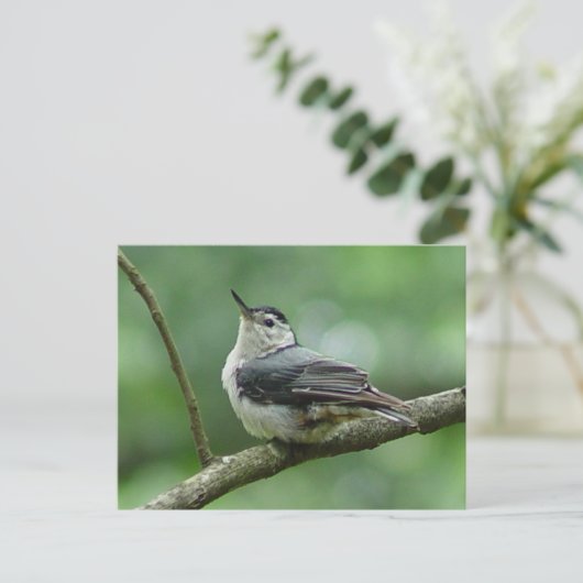 Weiße Brust - Nuthatch Postkarte 2 (Stehend Vorderseite)