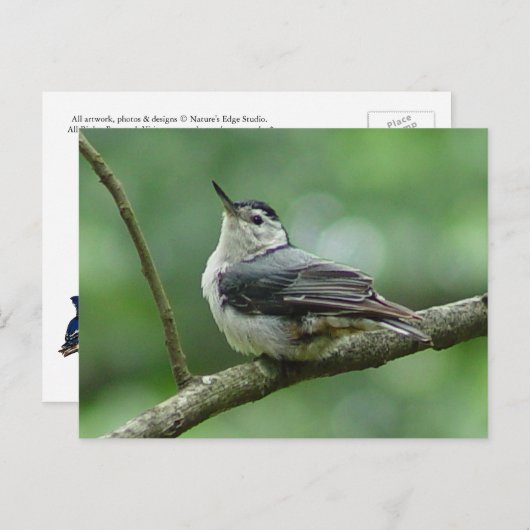 Weiße Brust - Nuthatch Postkarte 2 (Vorne/Hinten)