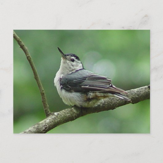 Weiße Brust - Nuthatch Postkarte 2 (Vorderseite)