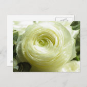 Weiße Buttercup-Blume Postkarte (Vorne/Hinten)