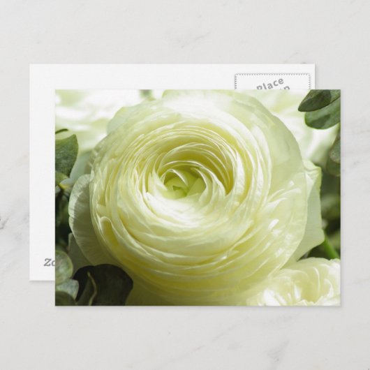 Weiße Buttercup-Blume Postkarte (Vorne/Hinten)