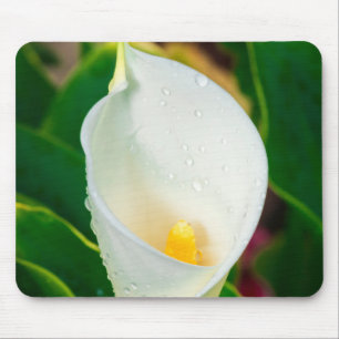 Weiße Calla-Lilie Makro Botanisches Foto Naturkuns Mousepad