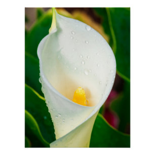 Weiße Calla-Lilie Makro Botanisches Foto Naturkuns Poster