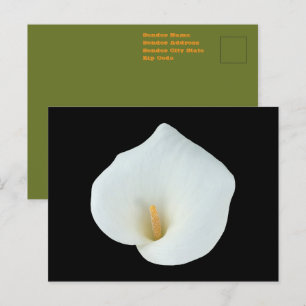 Weiße Calla-Lilien-Blume Hinterhof-Garten-Foto Postkarte