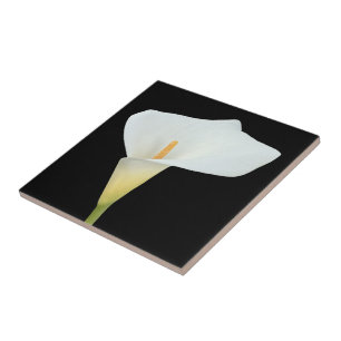 Weiße Calla-Lilien-Blumen-Hinterhof-Garten-Foto Fliese