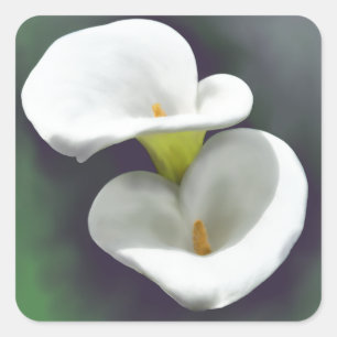 Weiße Calla-Lilien-Blumen Quadratischer Aufkleber