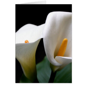 Weiße Calla Lily Blume Greetigcard