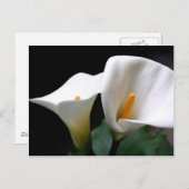 Weiße Calla Lily Blume Postkarte (Vorne/Hinten)