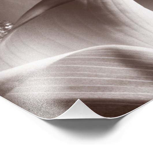 Weiße Calla Lily Blume Schwarzer Hintergrund Fotodruck (Ecke)