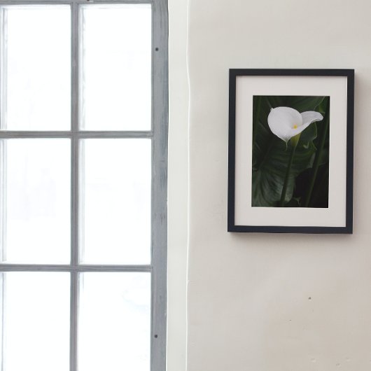 Weiße Calla Lily und dunkle Blätter Bläserei Fotodruck