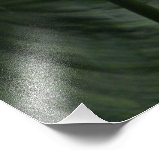 Weiße Calla Lily und dunkle Blätter Bläserei Fotodruck (Ecke)