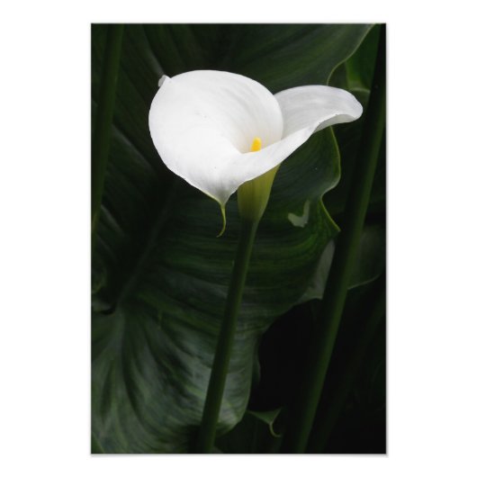 Weiße Calla Lily und dunkle Blätter Bläserei Fotodruck (Vorne)