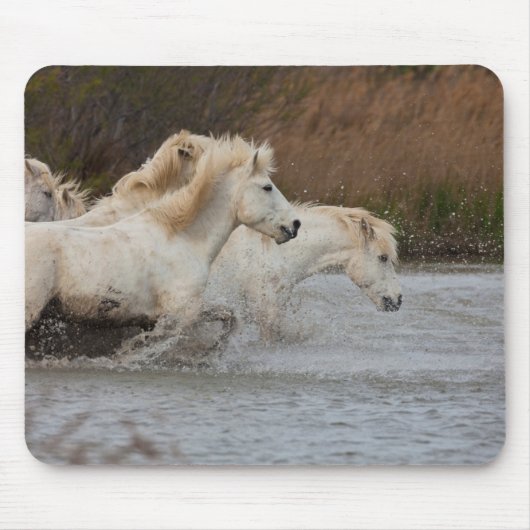 Weiße Camargue-Pferde, die im Wasser laufen Mousepad (Vorne)
