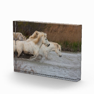 Weiße Camargue-Pferde laufen im Wasser Fotoblock