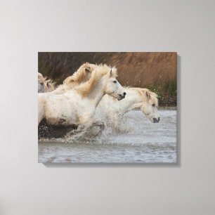 Weiße Camargue-Pferde laufen im Wasser Leinwanddruck