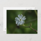 Weiße Campion Wildblume Blumenpost Postkarte (Vorne/Hinten)