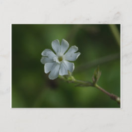 Weiße Campion Wildblume Blumenpost Postkarte