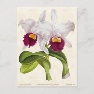 Weiße Cattleya-Orchidee Vintage-Botanik Postkarte