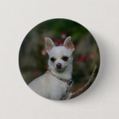 Weiße Chihuahua Button (Vorderseite)
